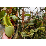 Nepenthes veitchii (JB x variegated)-Seed Pod