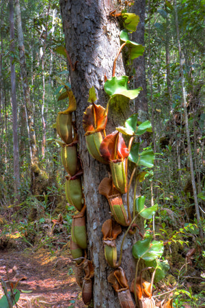 Nepenthes veitchii Maliau Basin