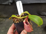 Nepenthes veitchii "Candy Dreams"