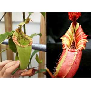 Nepenthes maxima Wavy Leaves Yamada x veitchii Candy Dreams Seed Pod