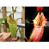 Nepenthes maxima Wavy Leaves Yamada x veitchii Candy Dreams Seed Pod