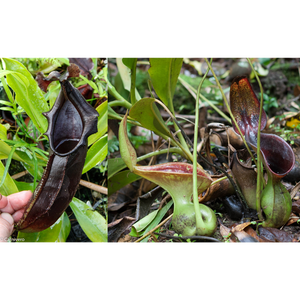 Nepenthes naga x lowii Kinabalu, CAR-0417