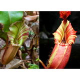 Nepenthes veitchii (Maliau Basin x "Candy Dreams")-Seed Pods