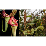 Nepenthes {[(lowii x veitchii) x boschiana] x platychila HM} x veitchii (k) variegated-Seed Pod