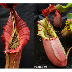 Nepenthes {[(lowii x veitchii) x boschiana)] x veitchii "The Wave"} x veitchii Candy Red -Seed Pod